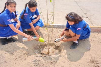 Tree Plantation Drive