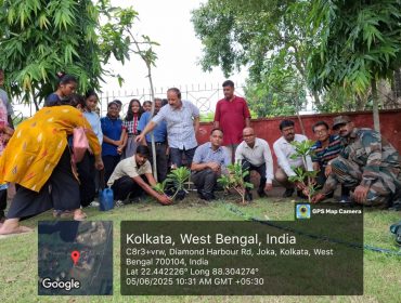 Tree plantation