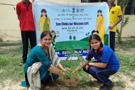 Tree Plantation