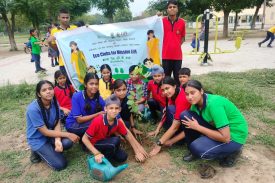 Tree Plantation