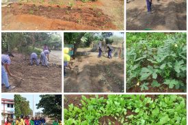 Kitchen Garden