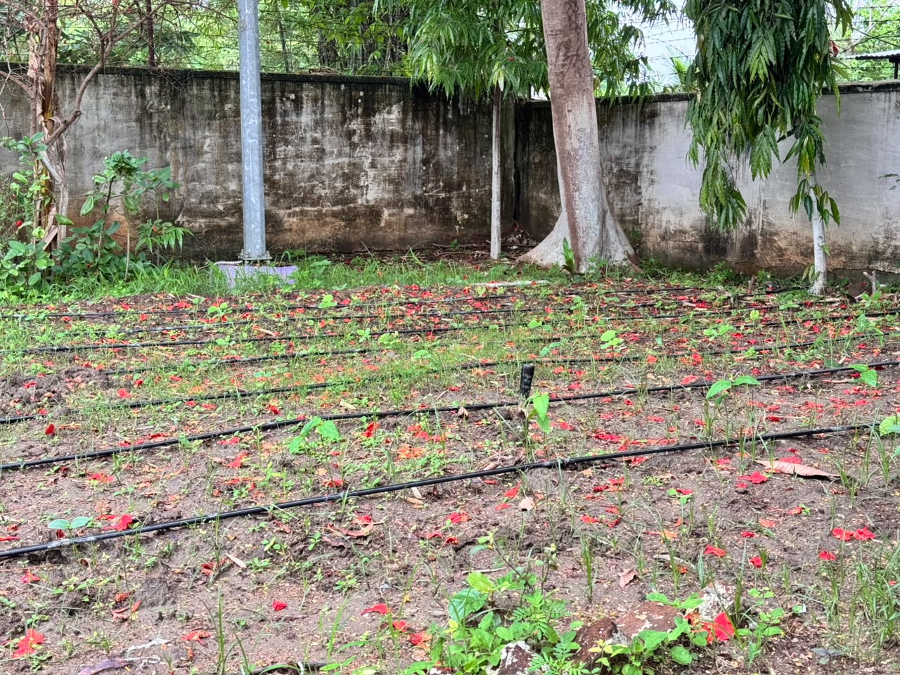 KITECHEN GARDEN 6