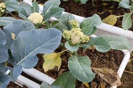 KITCHEN GARDEN