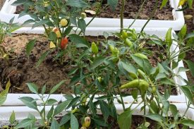 KITCHEN GARDEN