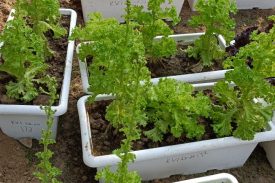 KITCHEN GARDEN