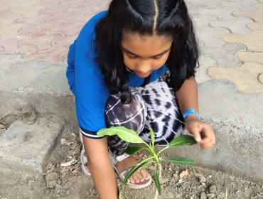 PLANT7