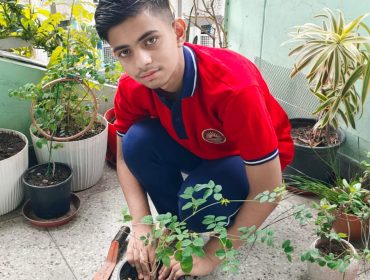 PLANT2