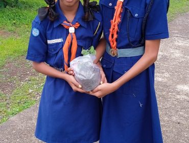 Tree plantation