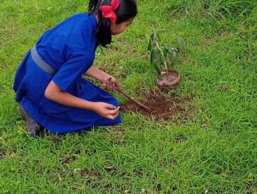 Tree plantation