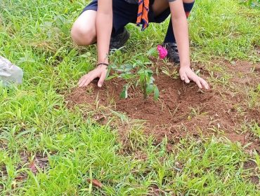 Tree plantation