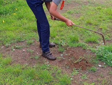 Tree plantation