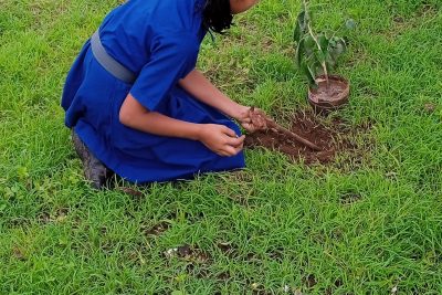 Tree plantation