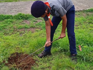 Tree plantation