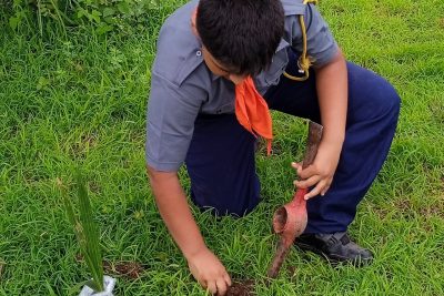 Tree plantation