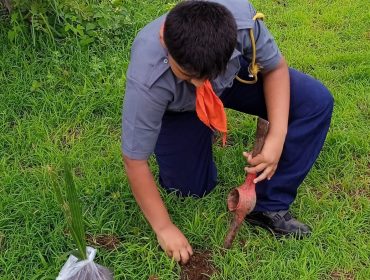 Tree plantation