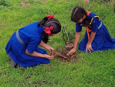 Tree plantation