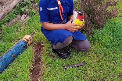 Tree plantation