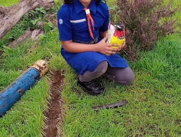 Tree plantation