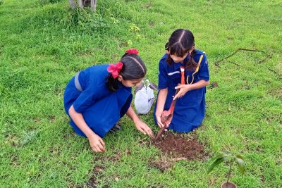 Tree plantation