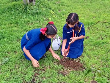 Tree plantation