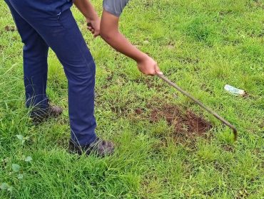 Tree plantation