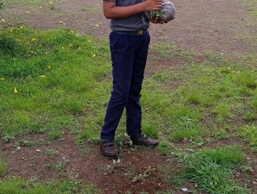 Tree plantation