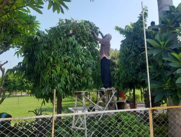 Tree pruning