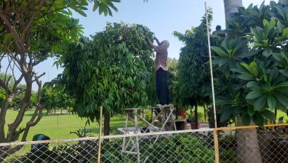 Tree pruning