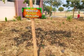 Kitchen Garden