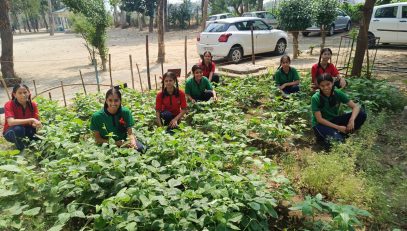 School kitchen garden