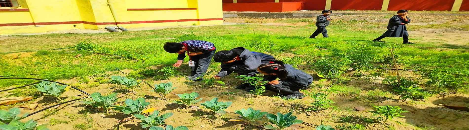 वृक्षारोपण