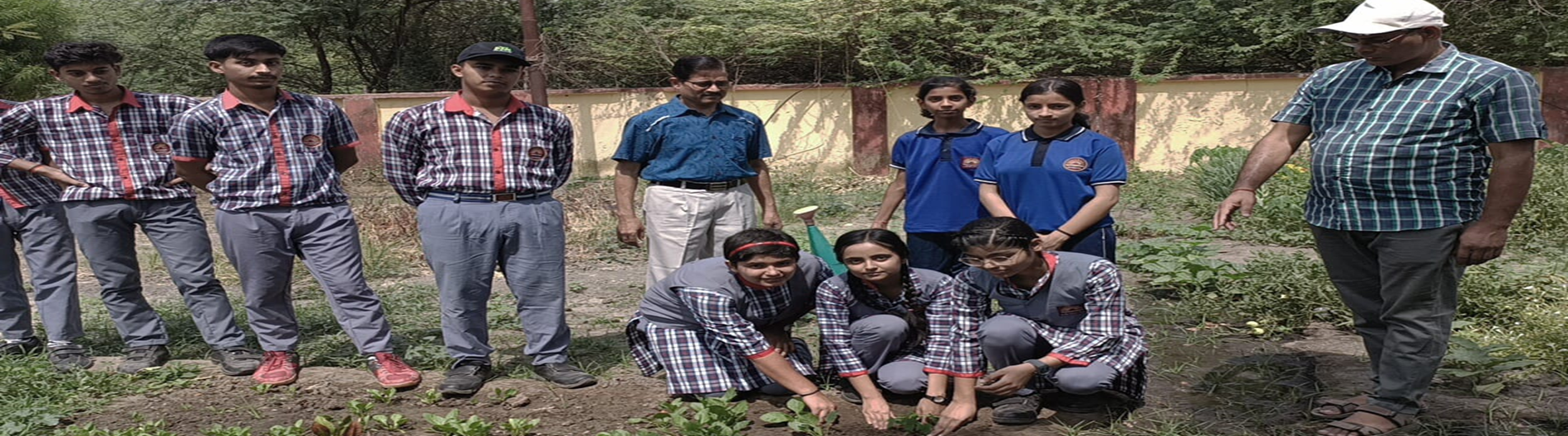 Tree Plantation