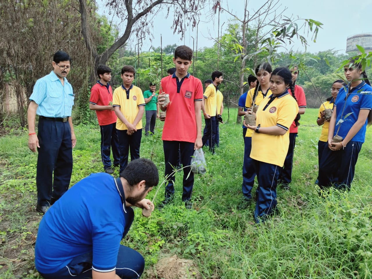 Tree Plantation