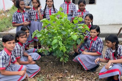 Plantation Activity