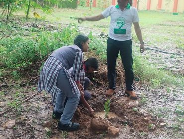 Tree Plantation
