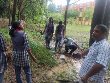 Tree Plantation