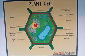 Plant cell