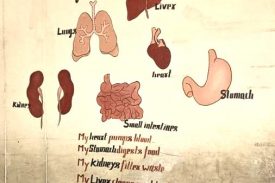 Anatomy Organs Drawing