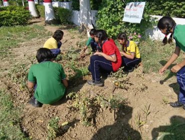 Kitechen GARDENING (8)