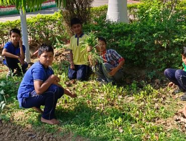 Kitechen GARDENING (15)