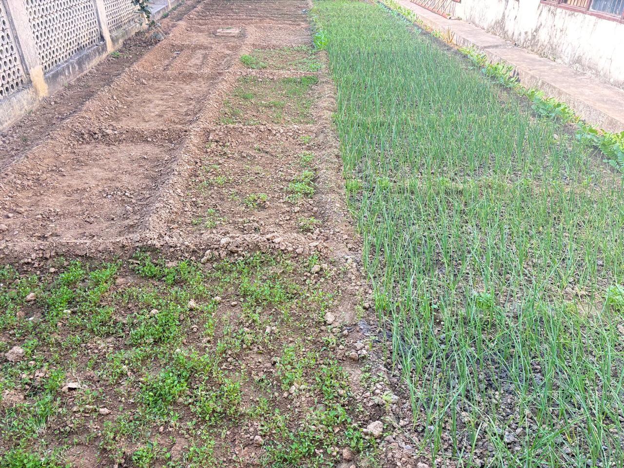 KITCHEN GARDEN (2)