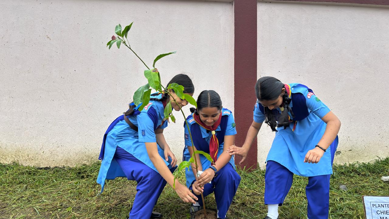 Tree Plantation (7)