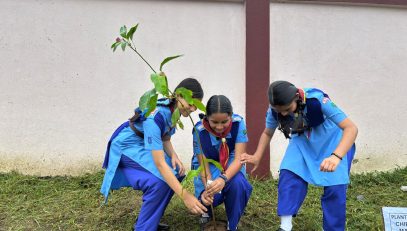 Tree Plantation (7)